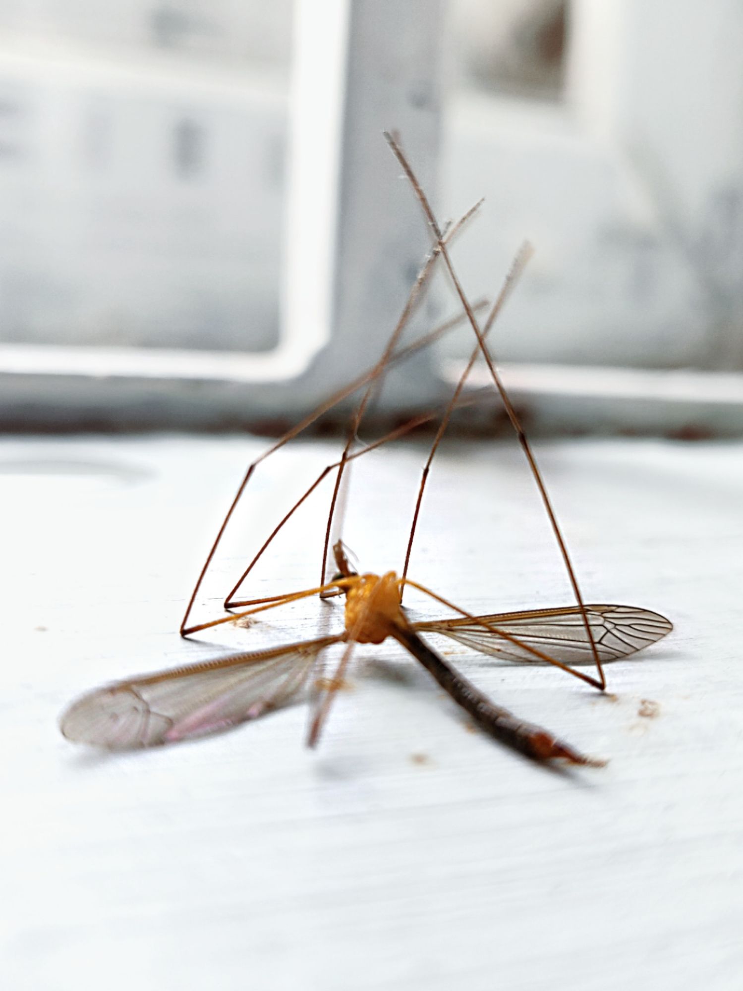 Mosquito Treatment and Control in Perth, Rockingham, Mandurah and Bunbury