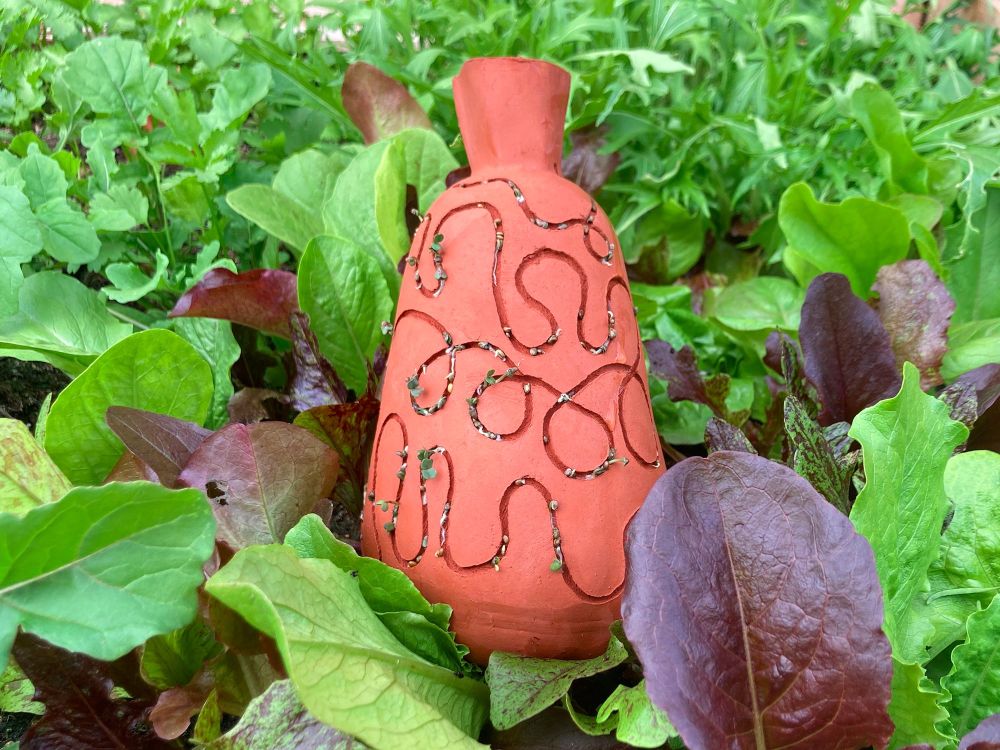 Olla Seed