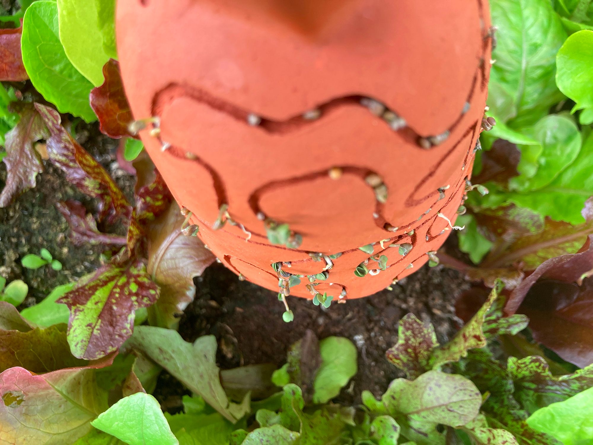WildwareDesign2021OllaSeedDetail