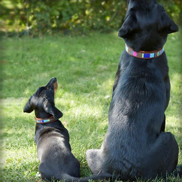 Dog Collars and Dog Leads