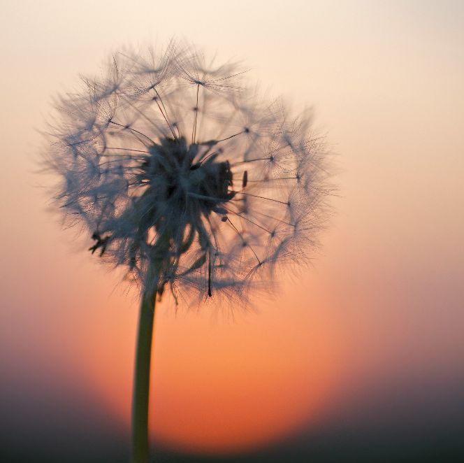 DANDELION DREAM