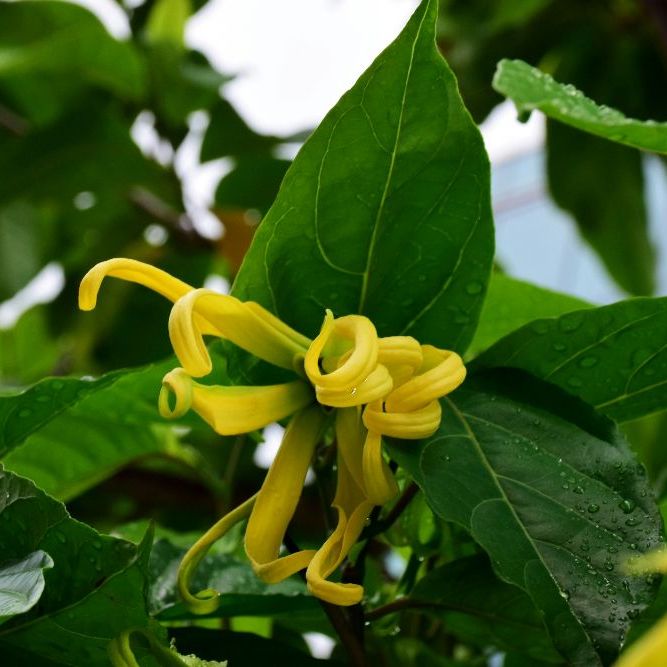 YLANG YLANG