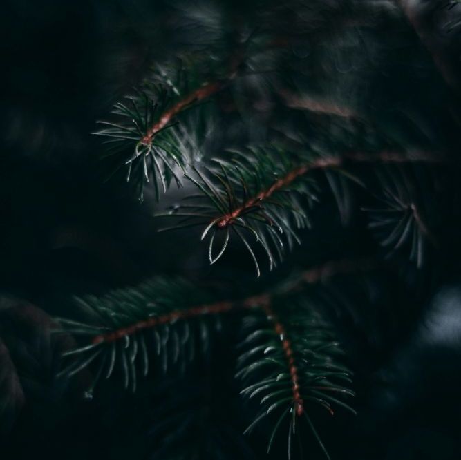 PINE TREES