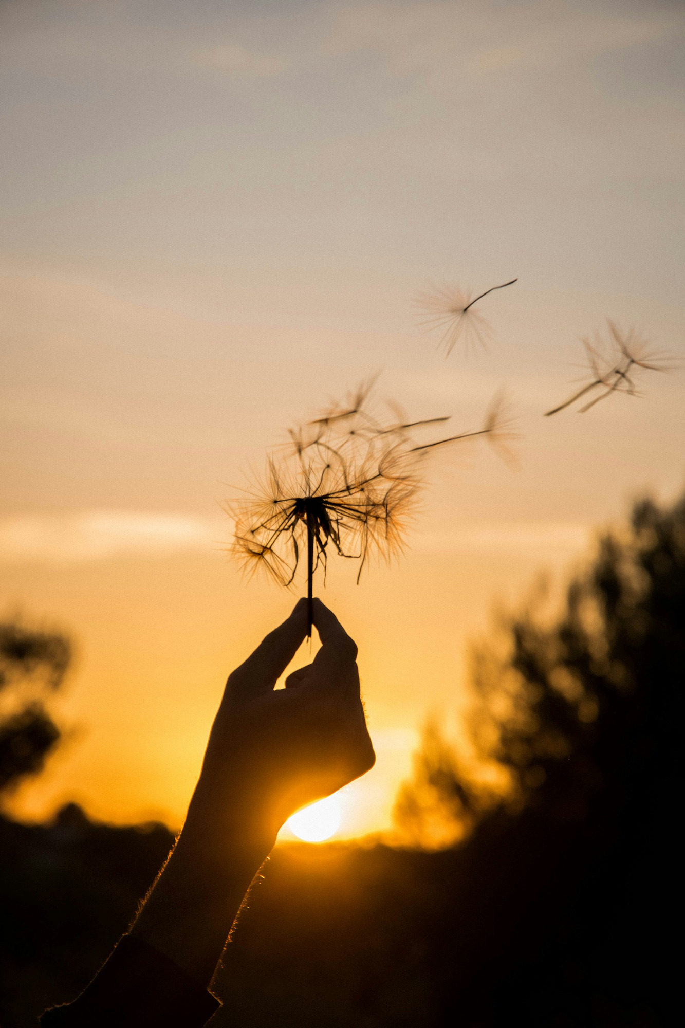 silhouette-of-person-holding-flower-during-sunset-IFsvZ9bqwAU.jpg