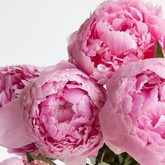PEONY & OUD