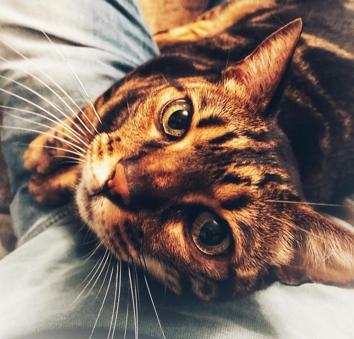 Photo of a cat