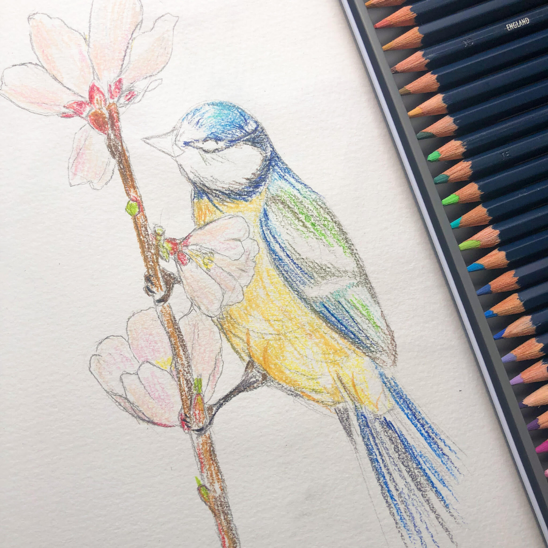 Beautiful Birds - Drawing Techniques -  Sunday 15th September - 10am - 12pm