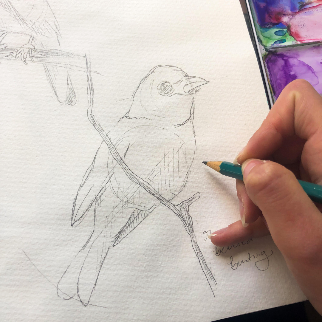 Discover Drawing Birds - Sunday 27th April - 10am - 11am