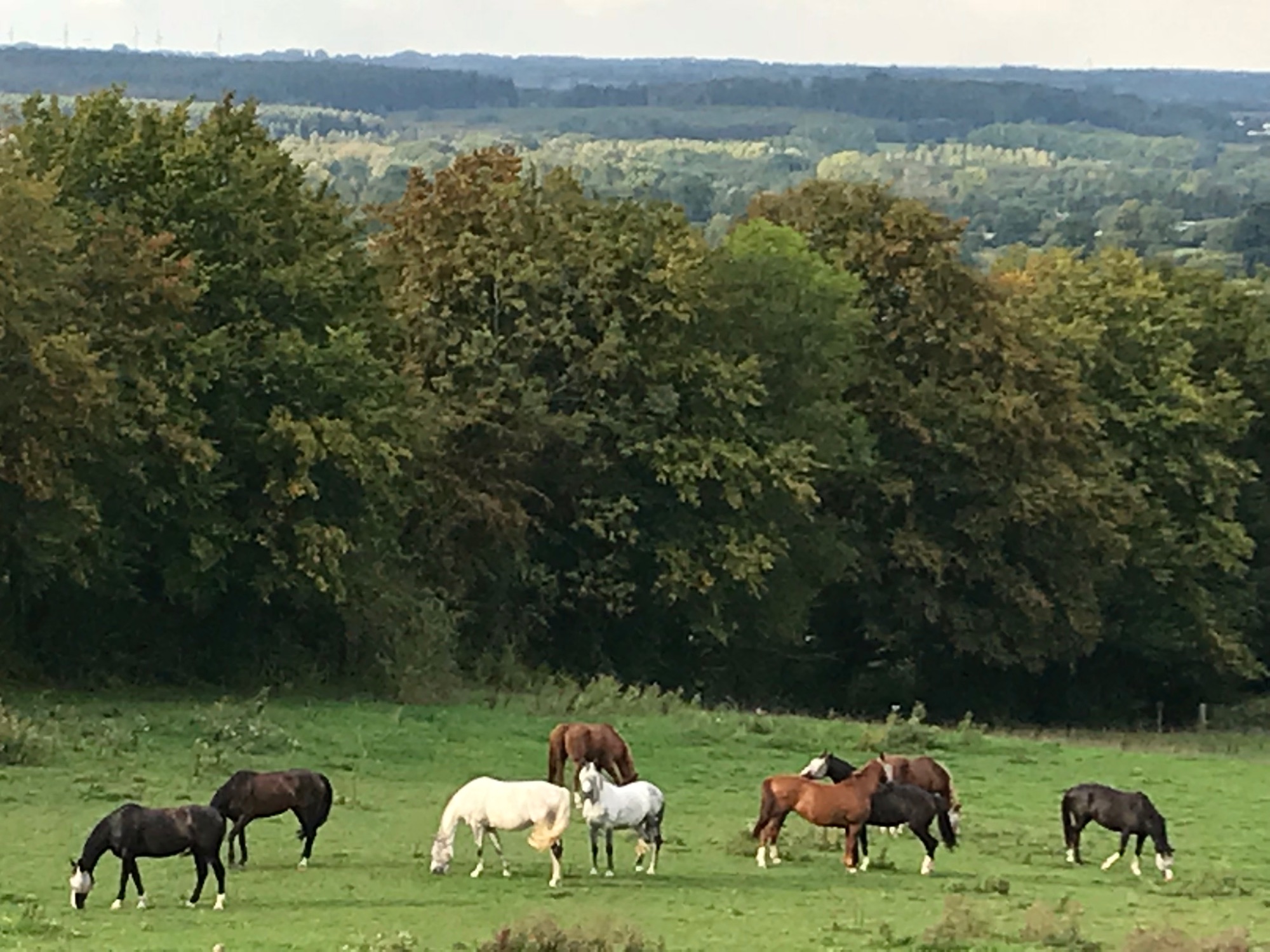 Breeding mares