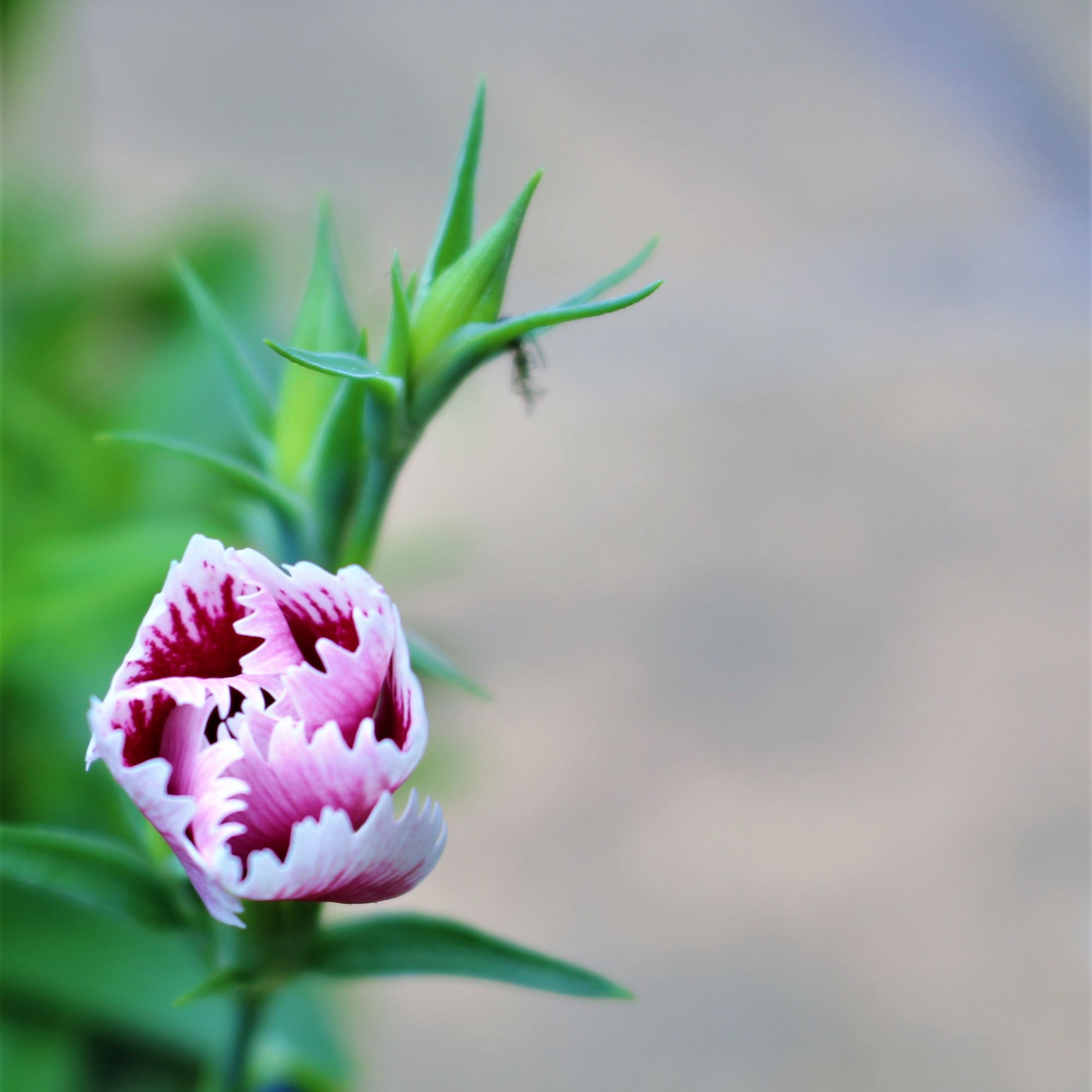 photo of  pink flower bud