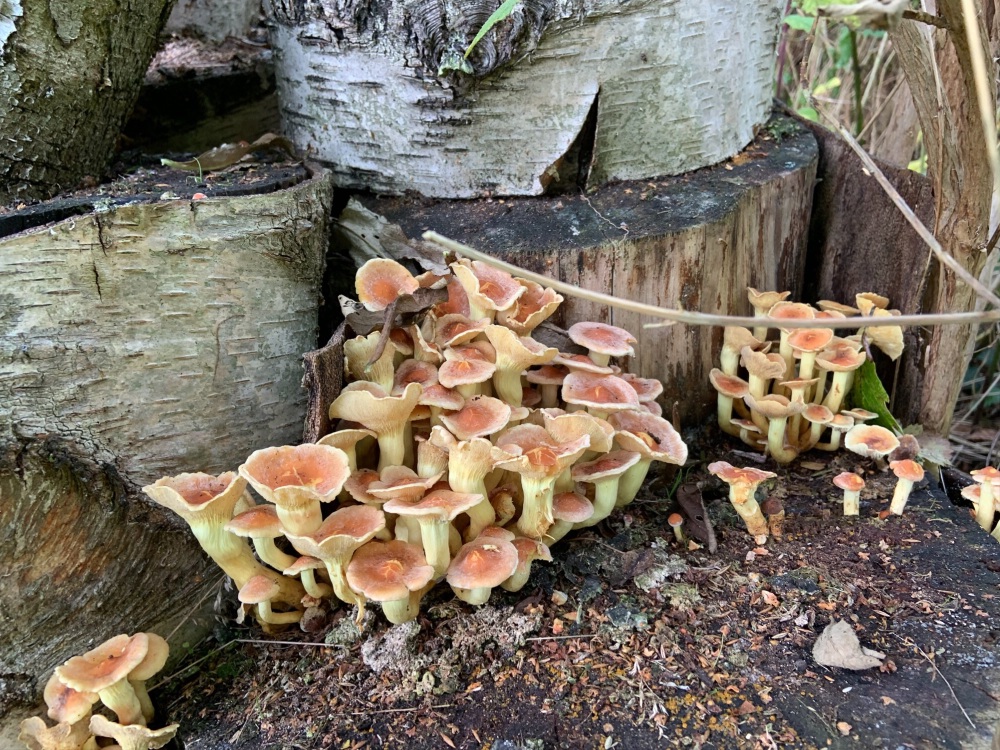Fungi on log pile