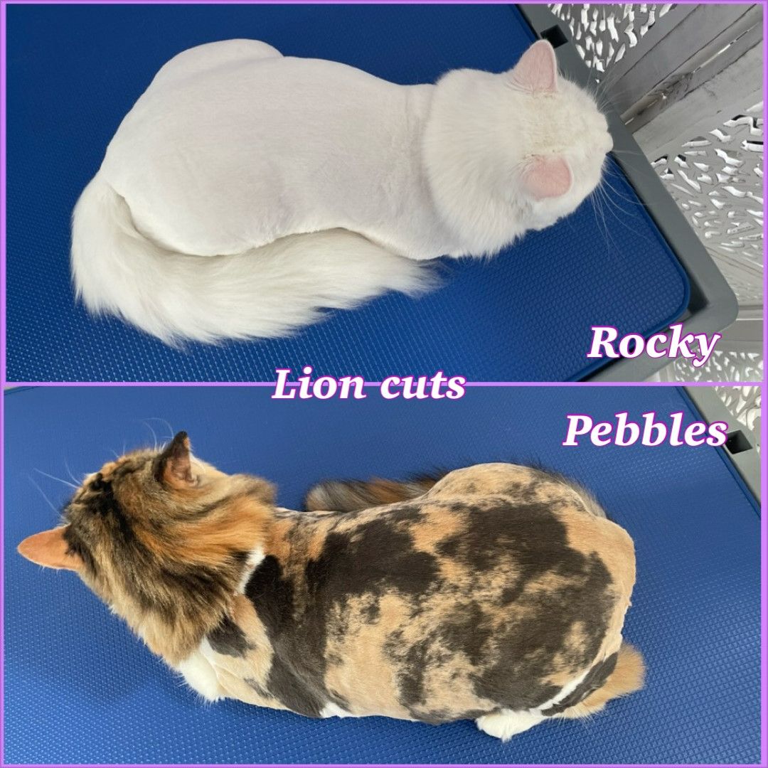 Rocky & Pebbles 2