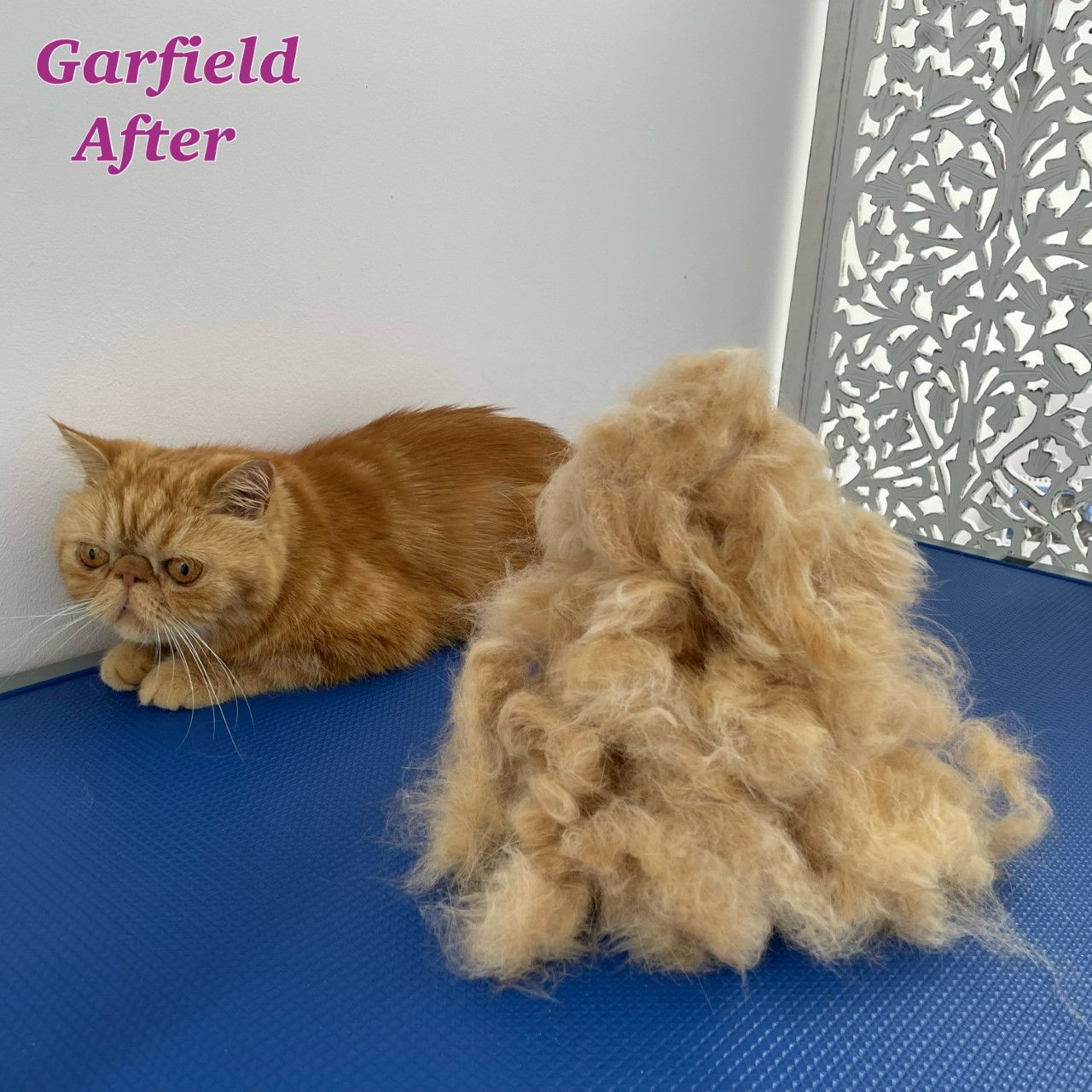 garfield.jpg