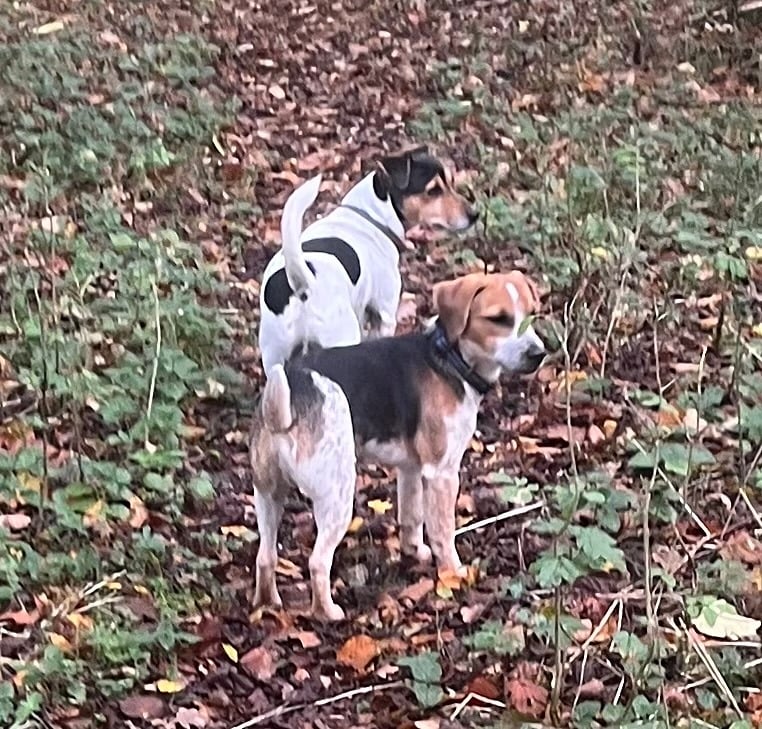 ronny and bobby in woods