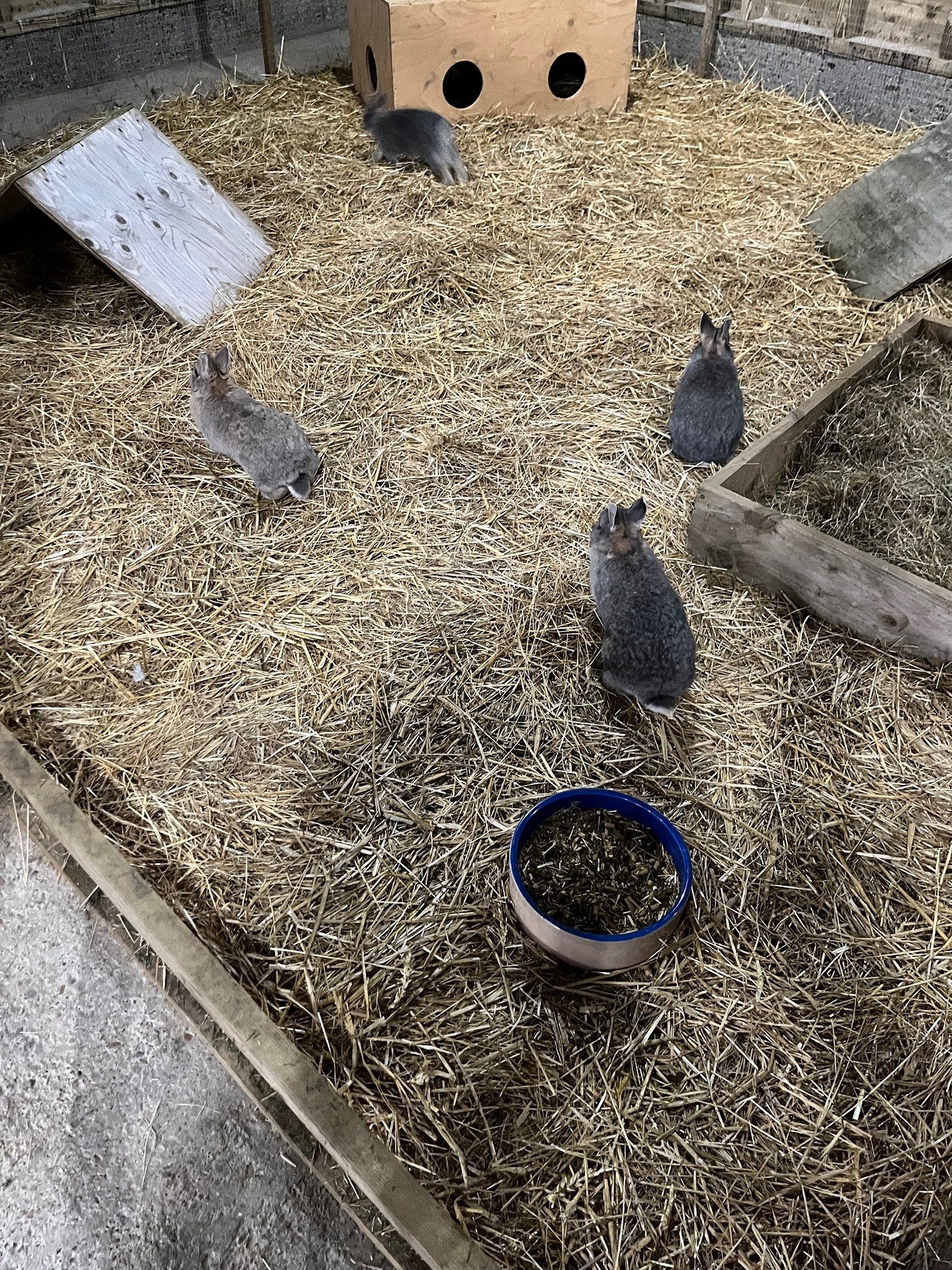 winter bunny two.jpg