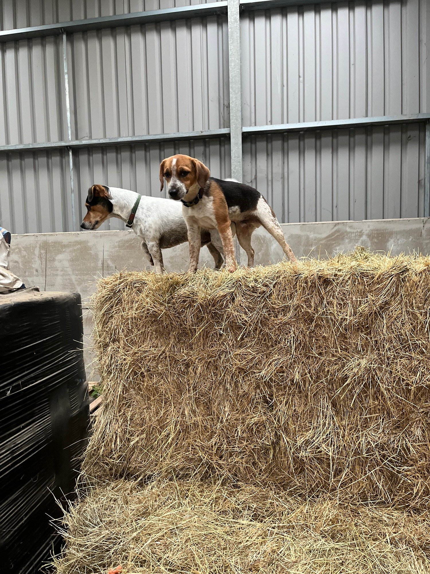 dogs on hay.jpg