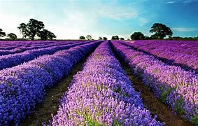 Lavender Scents