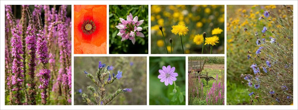 Panel of wild flowers