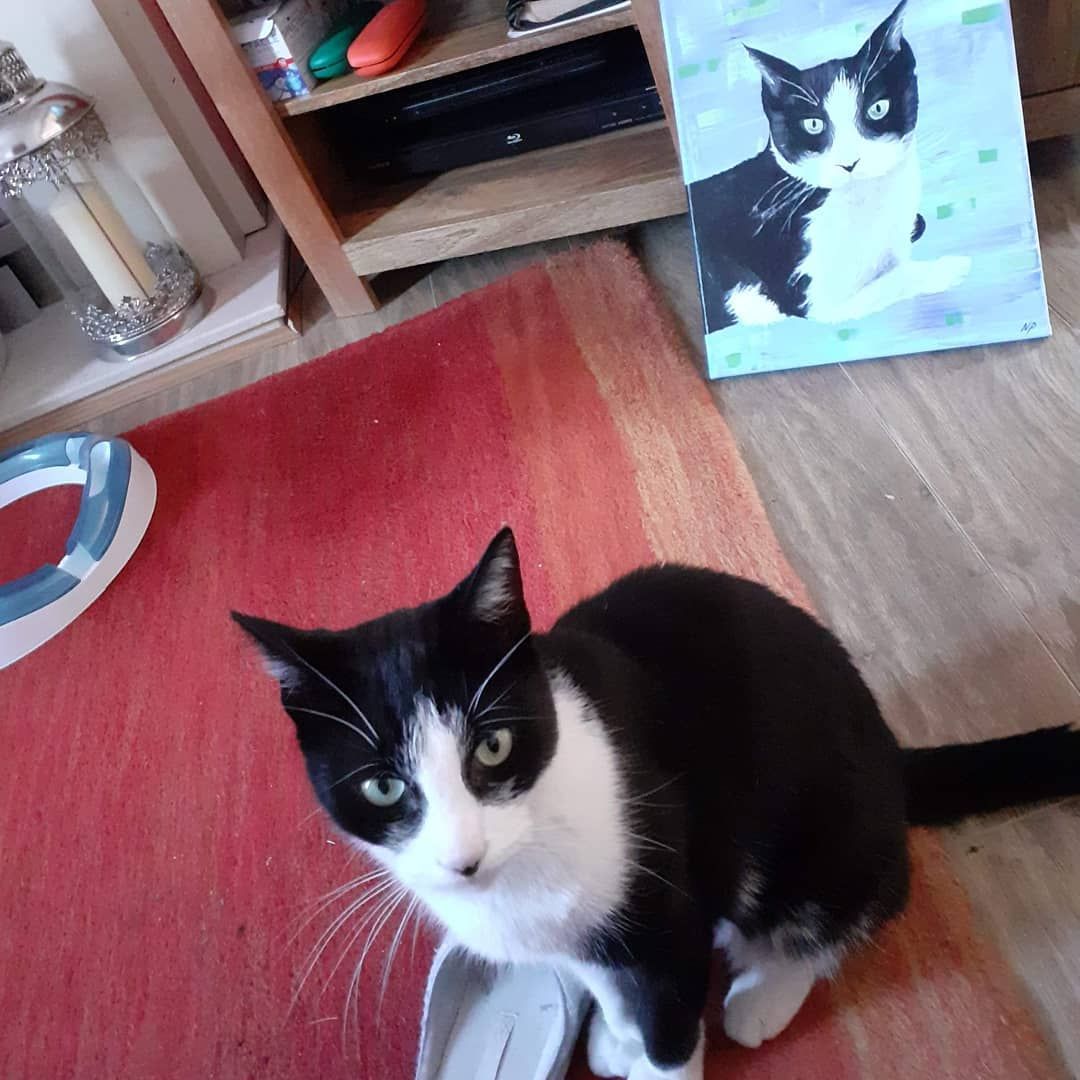 Pet Portrait Cushion