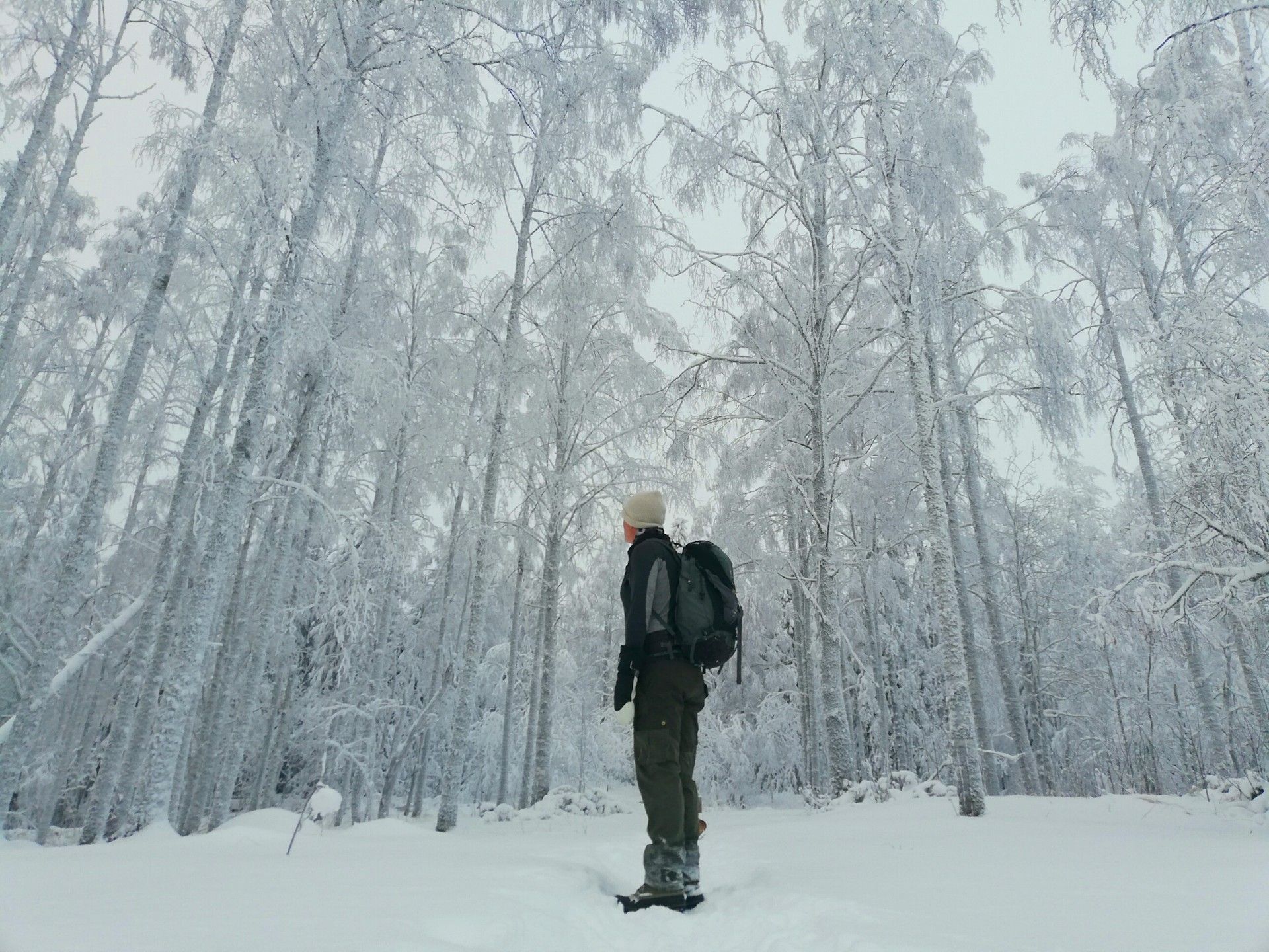 A snowy forest in Finland. A hiker stands in the centre.