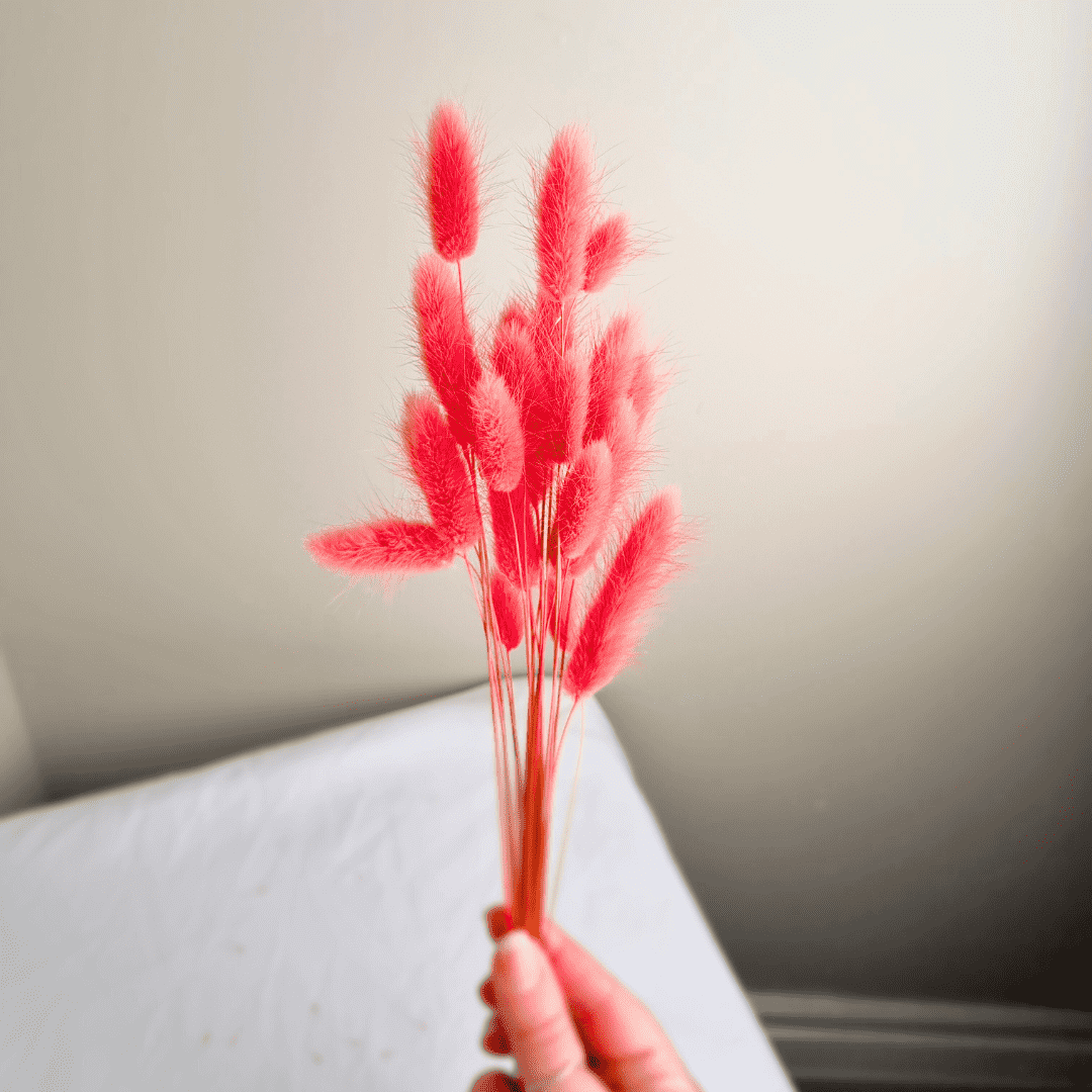 20 Pink Bunny Tails Bunch, Easter Dried Flowers