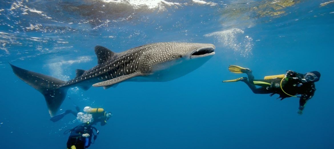 Swim With Whale Shark Diving Lessons at Bali Palms Resort With Perth Bali H