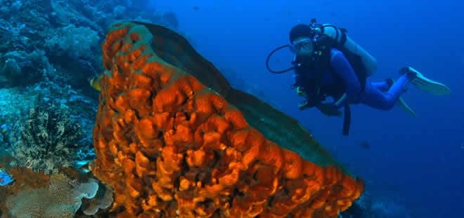 Diving Holiday Packages in Bali From Australia
