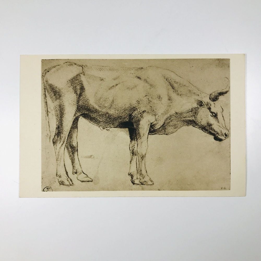 Baccio Bandinelli "An Ox" Original Vintage Art Postcard