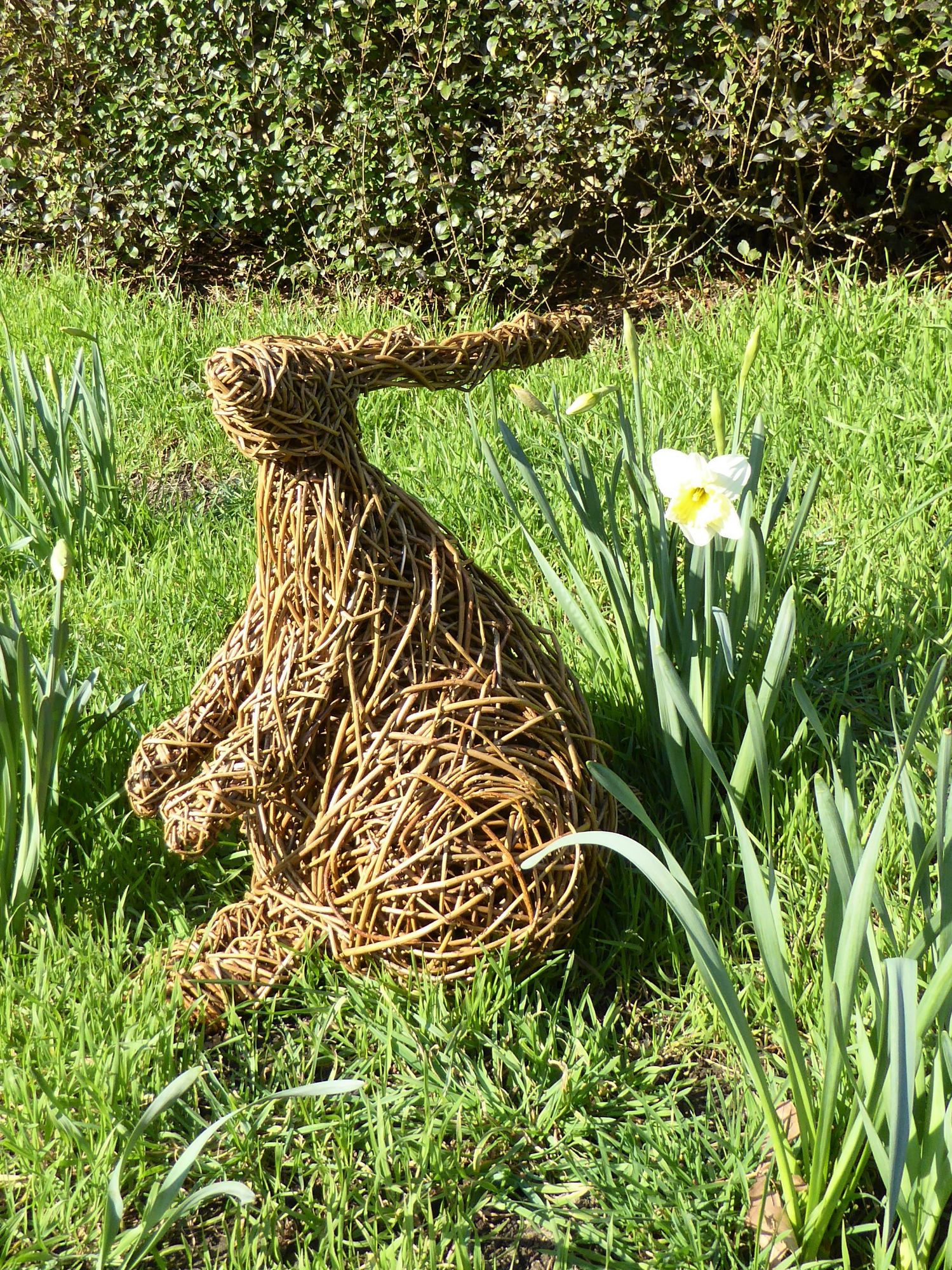 small fat bottomed hare on grass from side 