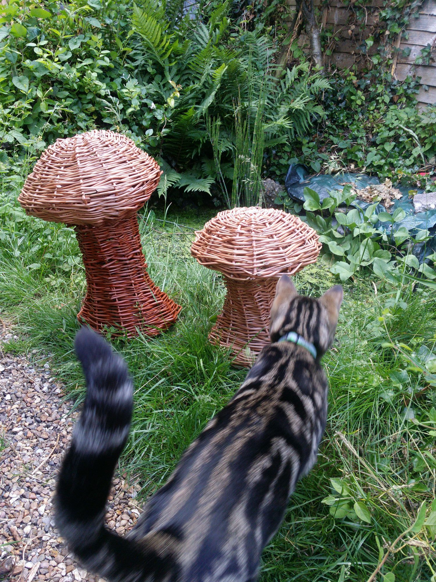 willow mushroom workshop