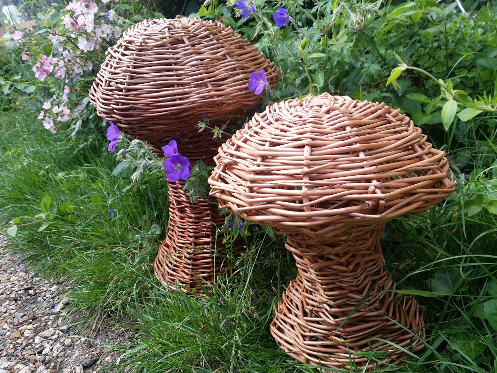 two willow mushrooms