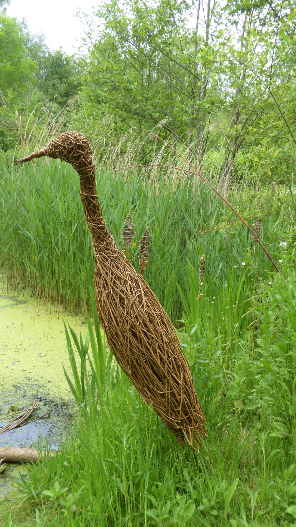 willow heron by water