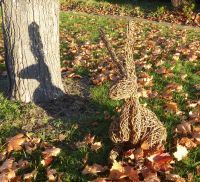 Willow hare in need of a new home