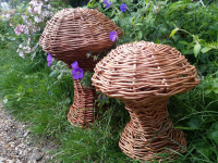 Willow mushroom