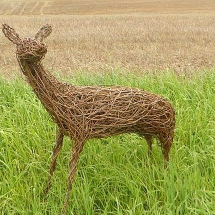 Young willow deer