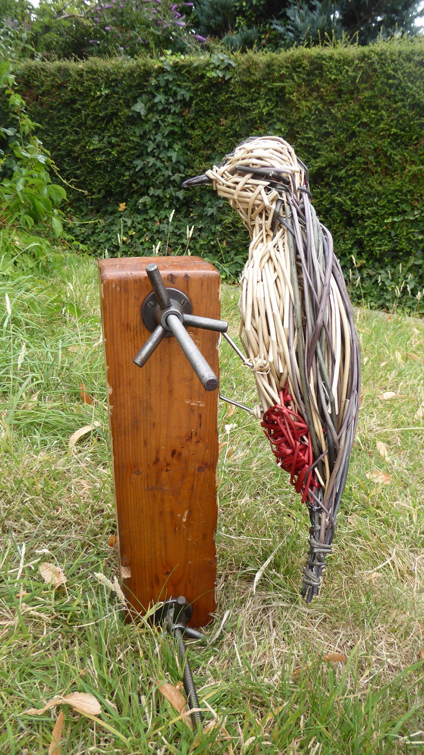 Lesser spotted woodpecker a