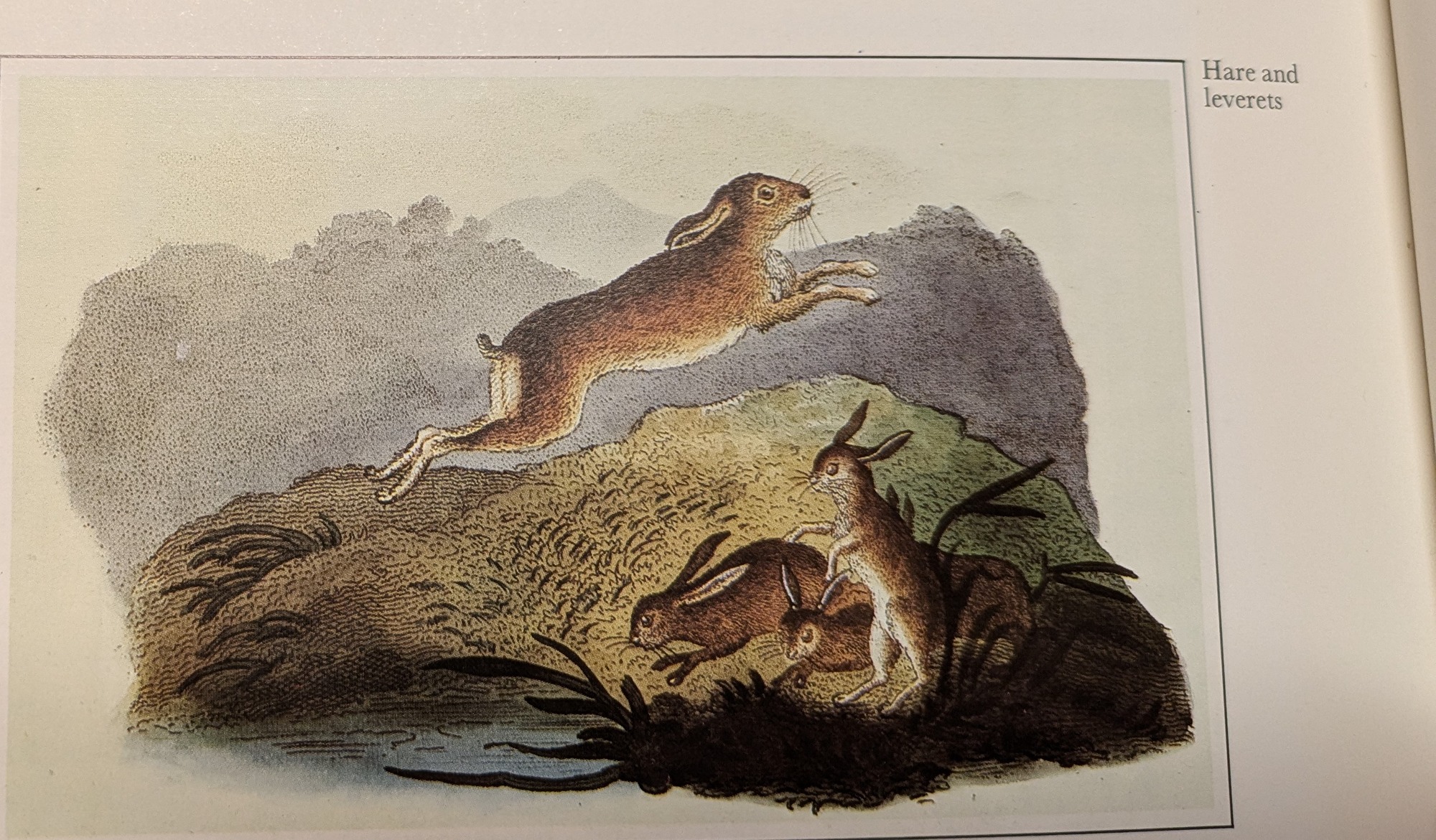 hare
