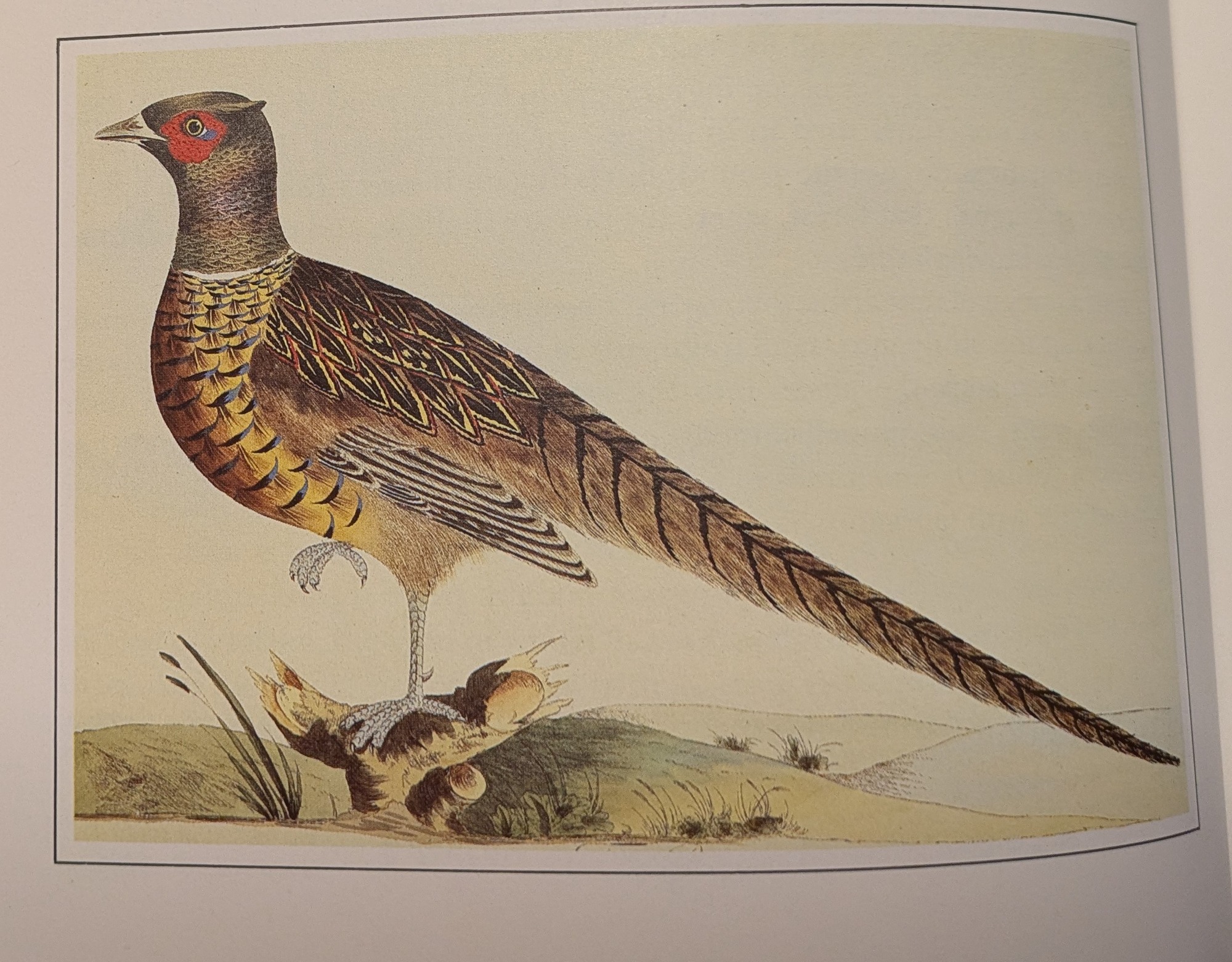 pheasant 