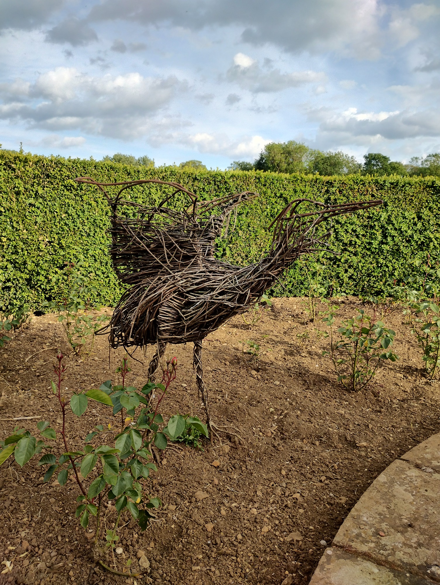 old bird  given a new lease of life 