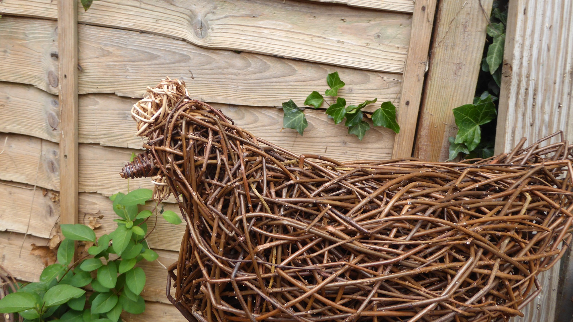 chicken brooding  willow chocolate brown from side 2.JPG