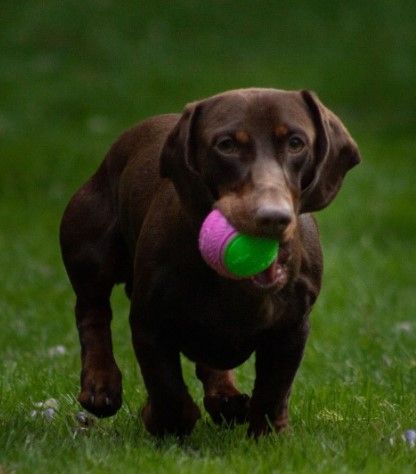 dog with ball