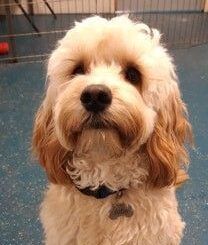 208x432-Alfie-e1649263218225
