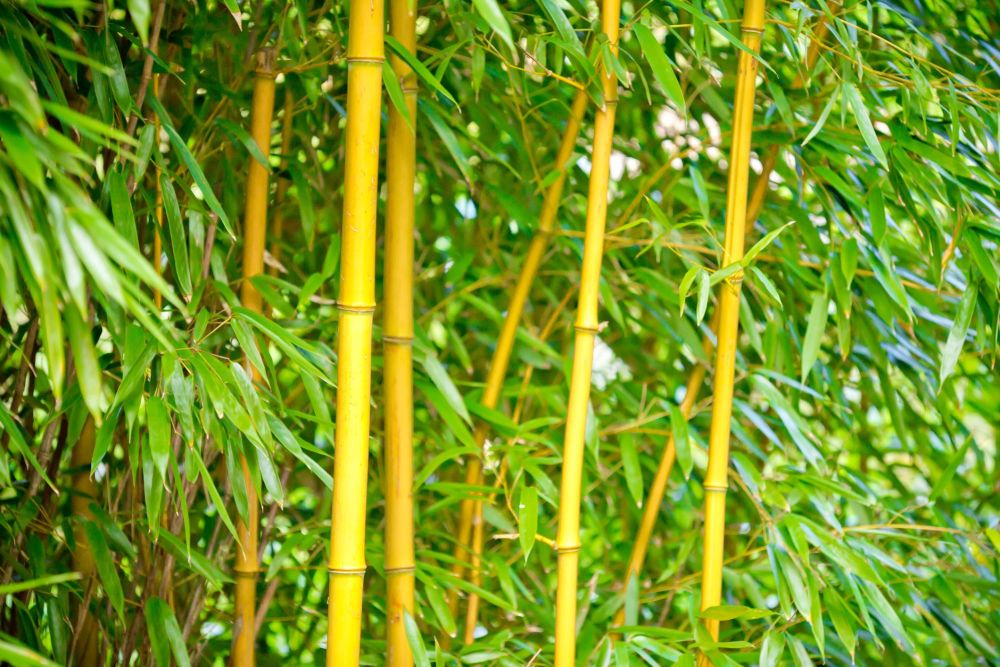 Golden Crookstem Bamboo from the UK bamboo specialists