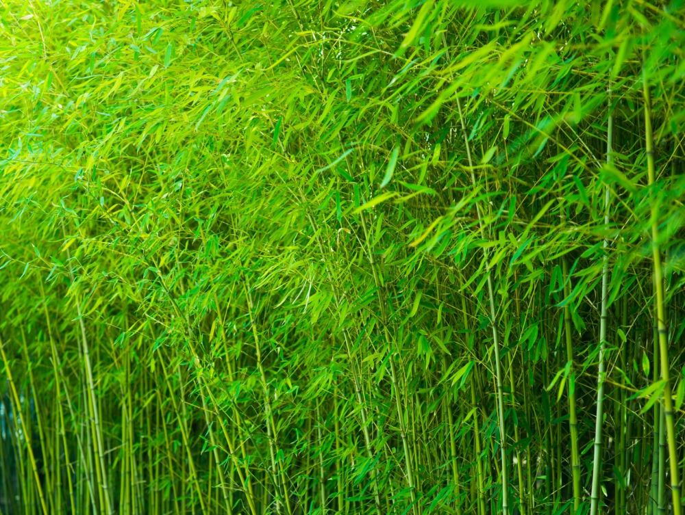 Phyllostachys aurea for sale from the UK bamboo specialist