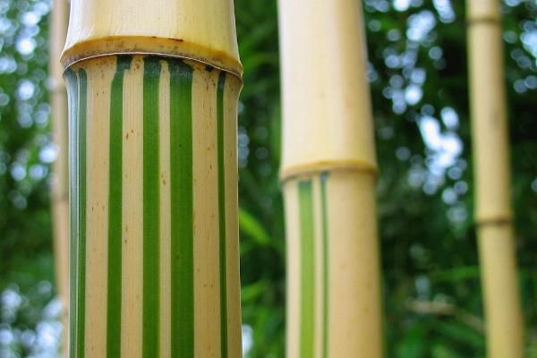 Golden Chinese Timber Bamboo