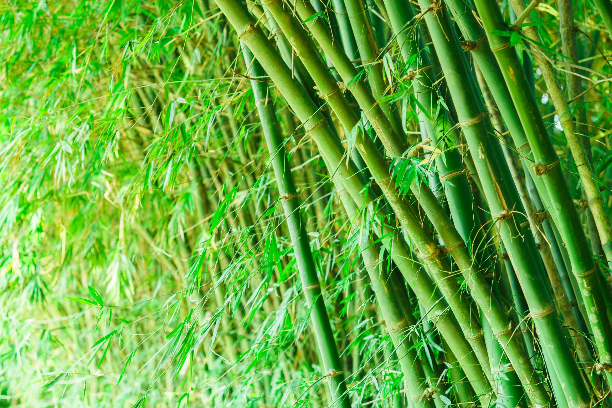 Bamboo Screening