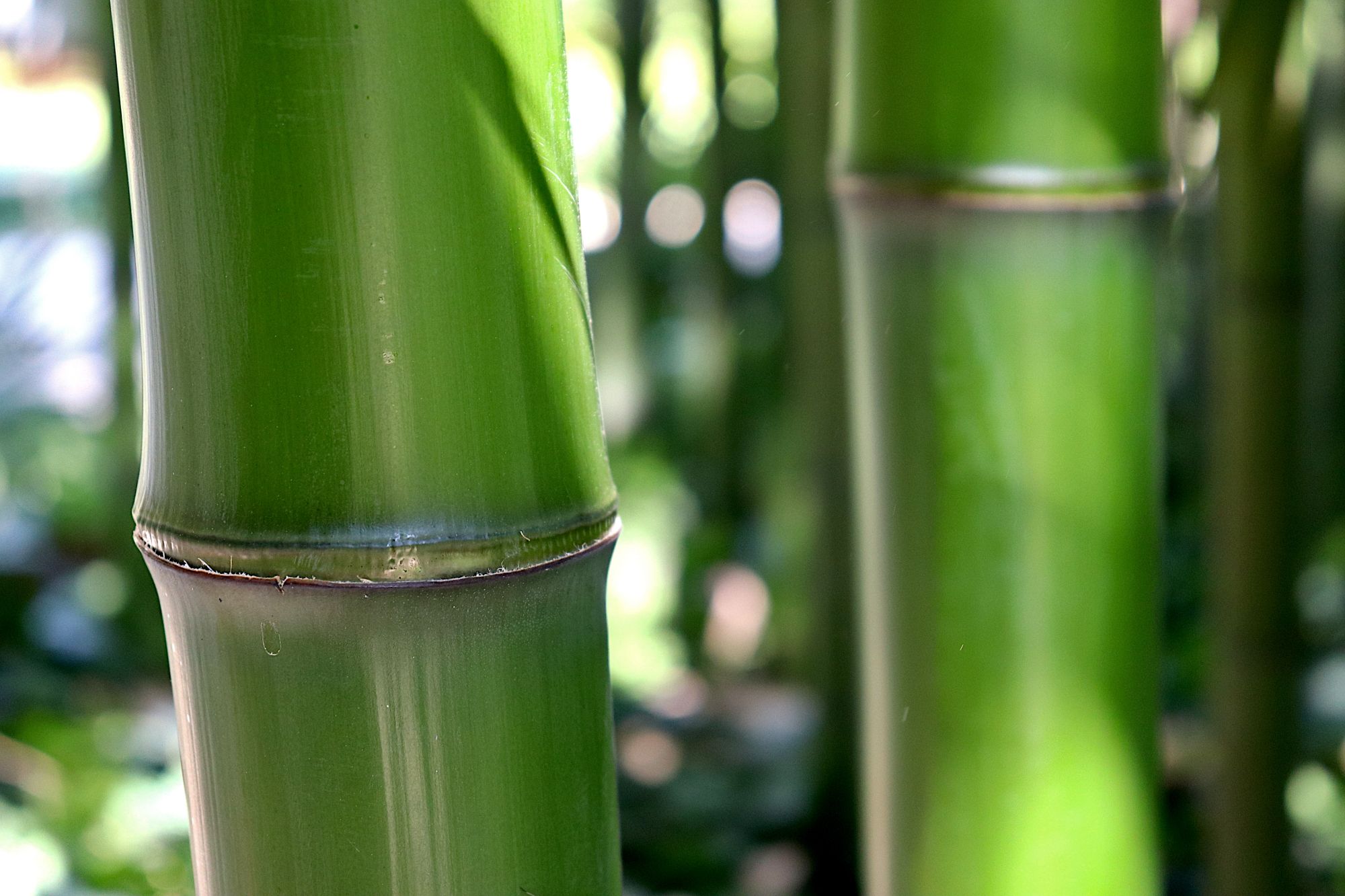 Planting Bamboo UK