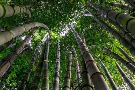 Tall bamboo