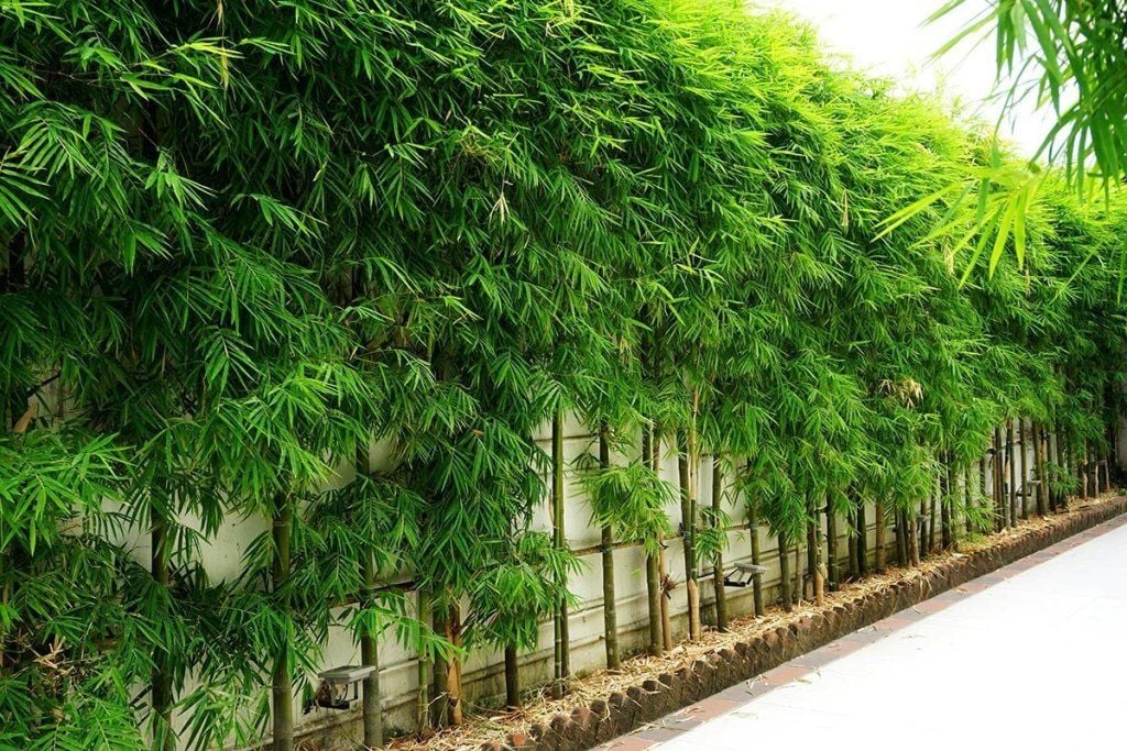 Bamboo Spacing