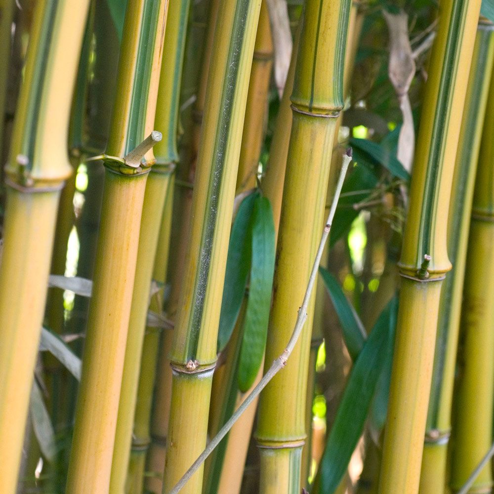Green Sulcus Bamboo
